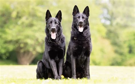 The Black German Shepherd (Facts & Myths) | German Shepherd Country