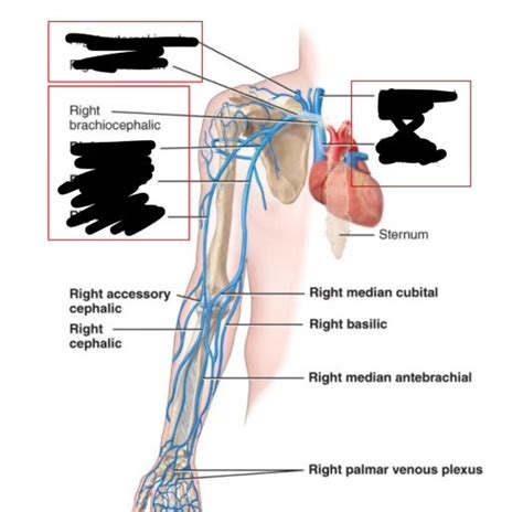 Lesson 4 Veins Of Arms Diagram Quizlet