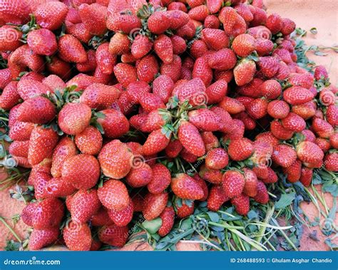 Heap Of Ripe Strawberries Red Strawberry Garden Strawberry Pile