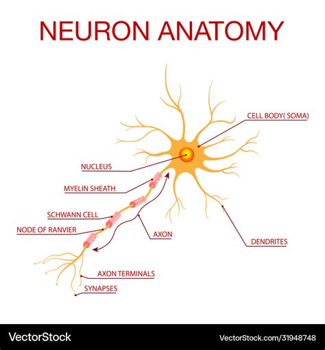 Diagram Neuron Anatomy Royalty Free Vector Image