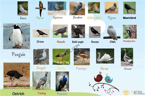 Unique Bird Names With Cool Meanings - PetsWall