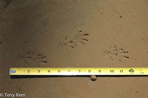 Muskrat Tracks Wildlife Illinois