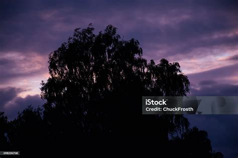 Pink Sunset Sky With Dark Tree Silhouettes Stock Photo - Download Image Now - Backgrounds ...