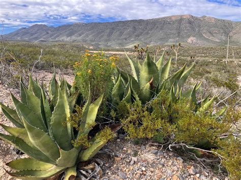 Cumple Gobierno de México su compromiso de conservación al llegar a 225