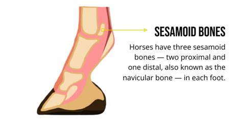 Sesamoid Bone Horse