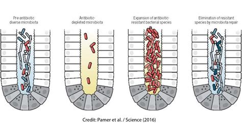 Designing mouse gut microbiota community based on bacterial genes leads ...