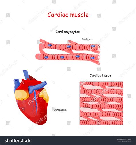 Structure Cardiac Muscle Fibers Anatomy Cardiomyocyte Stock Vector (Royalty Free) 1567878301 ...