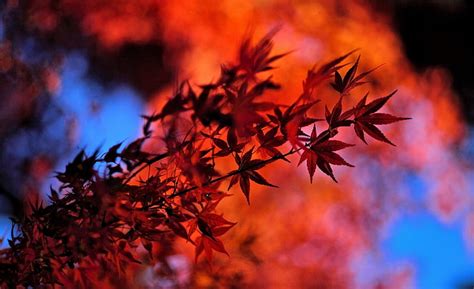 Red Japanese Maple Leaves Seasons Autumn Leaves Japan Fall Maple