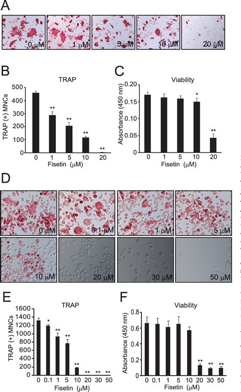 Figure From Fisetin Inhibits Osteoclastogenesis Through Prevention Of