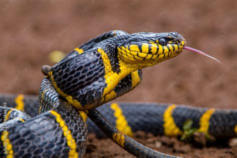 Boiga dendrophila, commonly called the mangrove snake or the gold ...