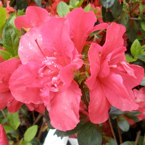 Florida Evergreen Azalea Buy Rhododendron Florida Online Millais