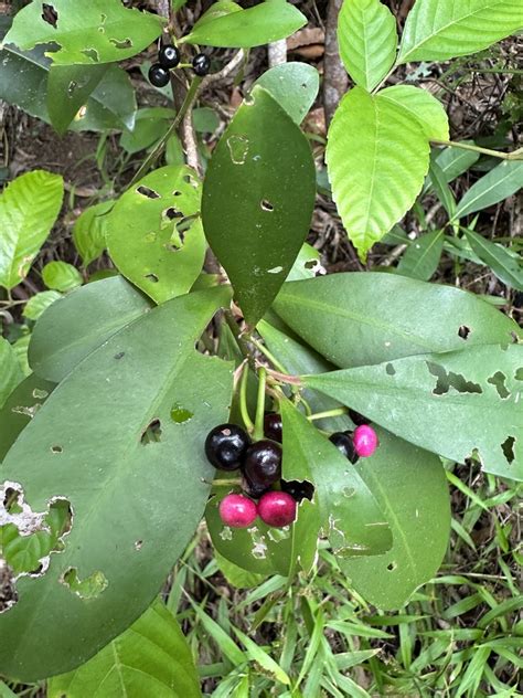 Shoebutton Ardisia From Arara St Kuranda QLD AU On July 16 2023 At