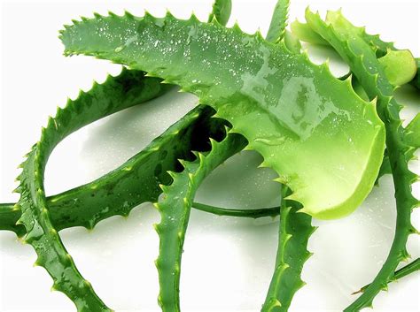 Aloe Vera Leaves Photograph By Photostock Israelscience Photo Library Pixels