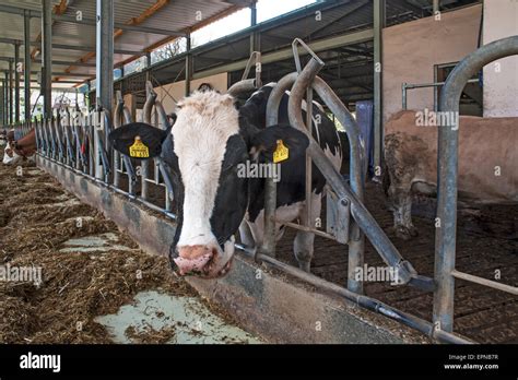 Holstein Dairy Cow At A Feed Rack In A Freestall Barn Bavaria Germany