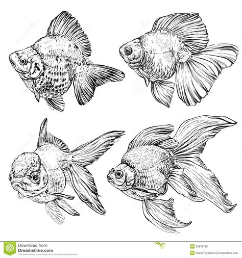 Set Of Goldfish Vector Illustration Stock Vector Illustration Of