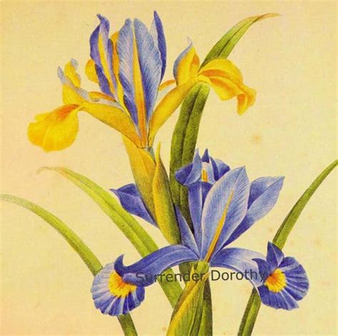 Iris Xiphium Spanish Iris Redoute Vintage Illustration Wild - Etsy