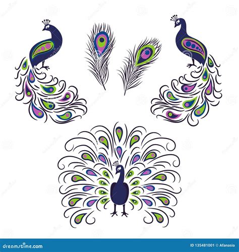 Set Of Peacocks Isolated On White Background Vector Illustration Stock