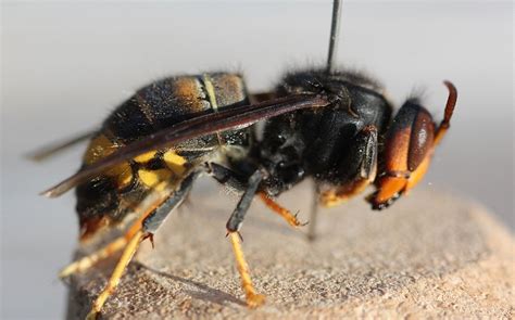 Bridging Biodiversity And Beekeeping Exploring The Impacts Of The Yellow Legged Hornet Vespa