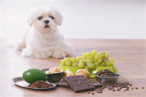 Frutas Que Cachorro N O Pode Comer Quais S O Blog Da Cobasi