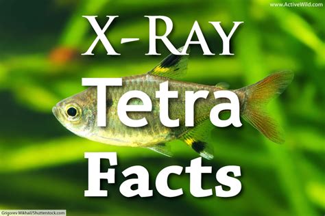 X Ray Tetra Facts Pictures And Information Popular Aquarium Fish Facts