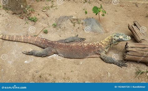 Komodo Dragon Or Komodo Monitor In A Natural Park Varanus Komodoensis