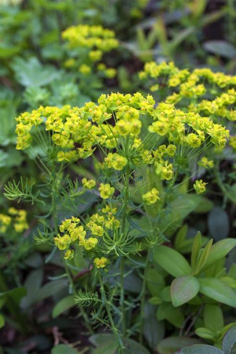 Flowers Of A Wild Toxic Plant Euphorbia Cyparissias Or Cypress Spurge