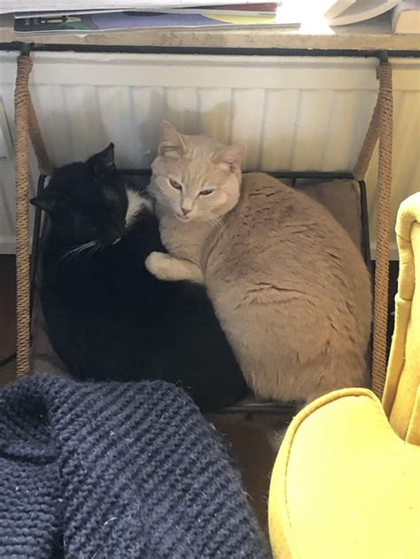 Mimi And Bibi Rstraykids
