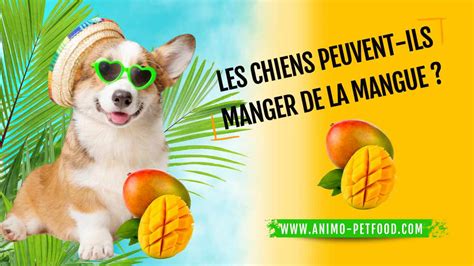 Les Chiens Peuvent Ils Manger De La Mangue