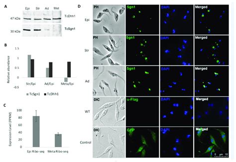 Tcsgn Is Developmentally Regulated Throughout The T Cruzi Life Cycle