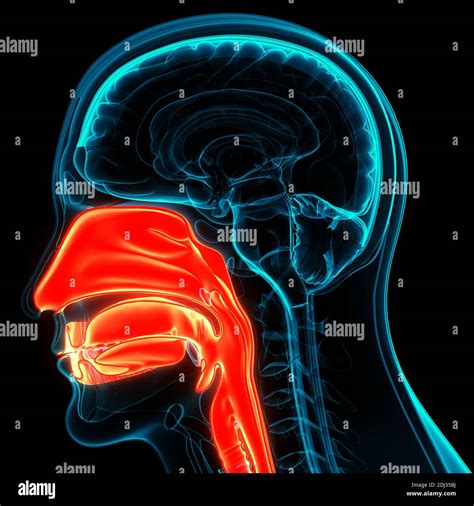 Human Respiratory System Larynx And Pharynx Anatomy Stock Photo Alamy