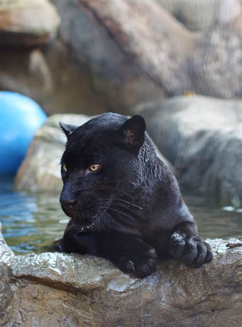 Jaguar swimming - Animal World and Snake Farm
