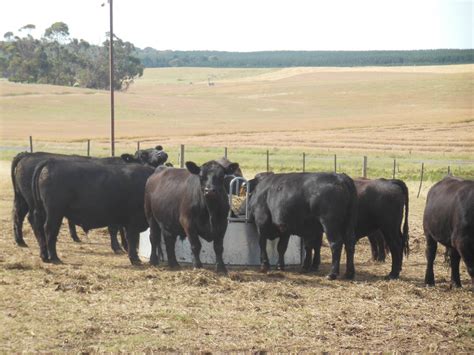 Breeding Commercial Lowline Beef Cattle Alca