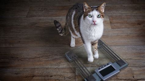 Why Is My Cat Losing Weight 6 Common Causes Purina