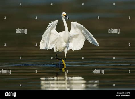 Snowy egret flight Stock Photo - Alamy