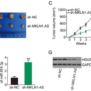 Knockdown Of Mkln As Suppresses Hcc Tumor Growth In Vivo A