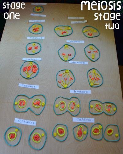 Genetics: Cell division - Meiosis | Meiosis, Cell division, Animal ...