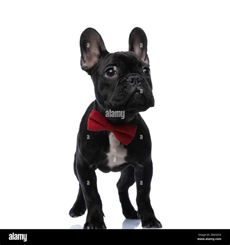 Cute Elegant French Bulldog Dog Wearing Red Bowtie And Looking Up In A