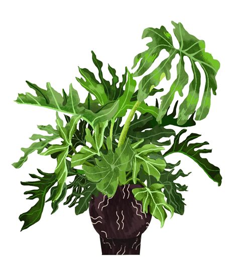 Philodendron Selloum Plant Care Guide