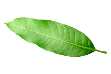 Mango With Leaves Png Vector Psd And Clipart With Transparent