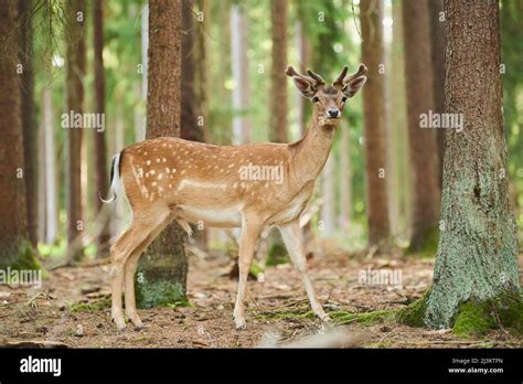 European Fallow Deer Or Common Fallow Deer Dama Dama Buck Portrait