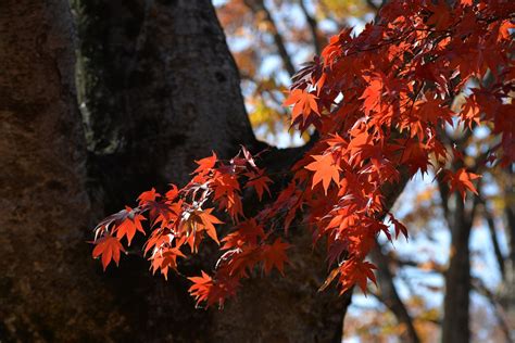 Baum Blätter Herbst Kostenloses Foto auf Pixabay Pixabay