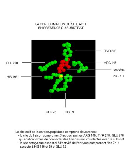 La Carboxypeptidase Svt Acad Mie De Besan On