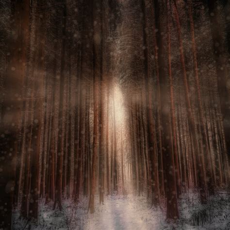 Winter forest Wallpaper 4K, Sunlight, Snowfall, 5K