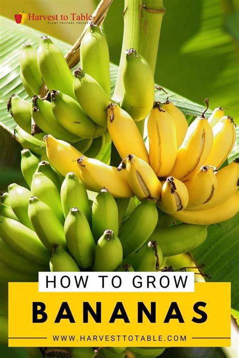 How To Grow Bananas How To Grow Bananas Banana Plants Growing Fruit Trees