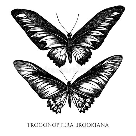 Birdwing Stock Illustrations 504 Birdwing Stock Illustrations