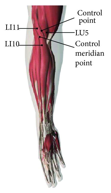 Marked Points To Be Acupunctured Quchi Li11 Nonacupoint On Meridian Download Scientific