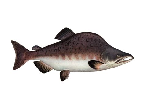 Горбуша (Oncorhynchus gorbuscha) : РУССКИЙ ЛОСОСЬ
