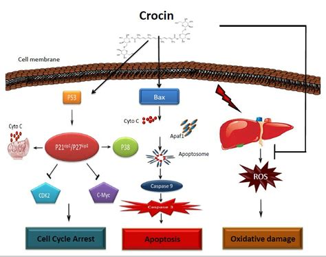 Nutrients Free Full Text Dietary Crocin Is Protective In Pancreatic