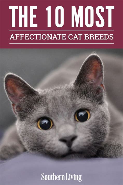 Small Cat Breeds Best Cat Breeds Cutest Kitten Breeds Exotic Cat