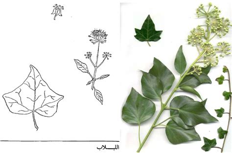 نبات اللبلاب حبل المساكين حبل المساجين
